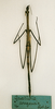 CollectionObject 1557969; 5b04786f-52b6-4ff4-8f89-1e3d50c9bca0: copyright MRSN, Torino. female (paralectotype) of Gratidia congensis. (CollectionObject).