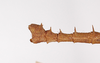 CollectionObject 1560247; 25cd9657-9ec7-4d78-b8c6-5624c5d1e223: copyright ZMB, Berlin. male: end of abdomen, lateral view (holotype). (CollectionObject).