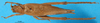 CollectionObject 1552389; 2a71a415-1861-4edd-84f7-2837bc7597fc: male, dorsal view. (CollectionObject).