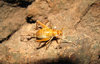 Endecous (Notendecous) bahiensis Castro-Souza, Zefa & Ferreira, 2017: adult female. (Otu).