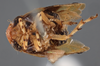Habitus ventral view on Clastoptera brachialis Stål, 1862: (Observation).