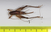 CollectionObject 1565986; 0e30e9d1-8b84-4994-8a7d-fb1ac4581048: female, dorsal view (holotype). (CollectionObject).