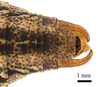 CollectionObject 1475982; f7f33ea0-a106-426e-9e61-58b3fc1898cb: male cerci, dorsal view (holotype). (CollectionObject).