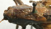CollectionObject 1517224; 8fe2a923-e646-4df0-9948-1ca0383e52b4: female, dorsal view (holotype). (CollectionObject).