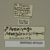 CollectionObject 1572925; 184eefc9-7227-4a1f-bb6a-0fc86257b451: Copyright Natural History Museum, London. Labels from non-type (adult male) in BM(NH). (CollectionObject).