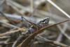 Ariagona margaritae Krauss, 1892: male (Teneriffa). (Otu).