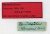 CollectionObject 1561483; 7927adf5-421a-4367-a893-b84f00a7e00d: copyright MHNG Geneva. male, data labels (holotype). (CollectionObject).