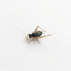 CollectionObject 1584021; 06d88572-1e7e-4791-8fbc-b01a22c06af6: male. (CollectionObject).