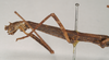 CollectionObject 1559007; NHMUK(SF IMPORT DUPLICATE) 845237, 03dc1acb-4c69-4f66-9360-ba62239e748a: copyright Natural History Museum, London. female: head and thorax, lateral view (syntype). (CollectionObject).