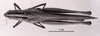 CollectionObject 1524889; 0c8995b6-7946-4deb-ac56-8ebfd4b4fbc4: Image C.S. Carbonell. female, dorsal view (holotype). (CollectionObject).
