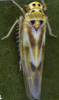 Habitus, dorsal view on Arboridia (Arboridia) velata (Ribaut, 1952): Habitus (male). (Observation).