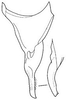 Stylus on Bahita caracana Linnavuori & DeLong, 1978: Bahita caracana, stylus, ventrally. (Observation).