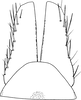 Subgenital plate, ventral view on Cosmotettix (Cosmotettix) caudatus (Flor, 1861): Subgenital plate. (Observation).