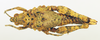 CollectionObject 1571033; c53858c4-8761-4ae8-bcc0-c7e729f32ef3: female, dorsal view (paratype). (CollectionObject).