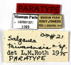 CollectionObject 1587179; MNHN(SF IMPORT DUPLICATE) MNHN-EP-EP1093, da38da07-95aa-40fa-9359-e6e379d9bac2: CC BY-NC-ND 4.0/MNHN - Depraetere Marion - 2014. Paratype, male, of taiwanensis taiwanensis Roth, 1979. Specimen number: MNHN-EP-EP1093. http://coldb.mnhn.fr/catalognumber/mnhn/ep/ep1093. (CollectionObject).
