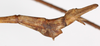 CollectionObject 1561155; 040c2275-e9ad-4e82-b679-b7d9c64f2b7f: copyright ZMSC. male: end of abdomen, lateral view (holotype). (CollectionObject).