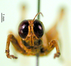 CollectionObject 1500981; 56044b6a-1652-4f6e-9d85-dddc0d7dd8c8: male, frontal view (holotype). (CollectionObject).