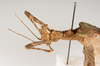 CollectionObject 1560742; e3a9695b-e704-49f9-ae77-9cefc57dddfb: copyright ZMUH, Hamburg. female: head & thorax, lateral view (holotype). (CollectionObject).