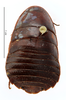 CollectionObject 1587291; MNHN(SF IMPORT DUPLICATE) MNHN-EP-EP1249, aacf2029-1310-4638-a18c-dfade9924351: CC BY-NC-ND 4.0/MNHN - Depraetere Marion - 2014. Syntype, female, of peruvianus Bolívar, 1881. Specimen number: MNHN-EP-EP1249. http://coldb.mnhn.fr/catalognumber/mnhn/ep/ep1249. (CollectionObject).