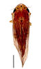 Habitus, dorsal view: !! display not done !! on Provancherana corniculata (Young, 1977): Specimen from Parque Nacional do Itatiaia, Southeastern Brazil, by C. M. F. Silva 2014. (Observation).