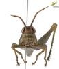 CollectionObject 1848873; Unioeste Cascavel K-0566, bc69bc91-c8ee-473c-9f10-0bd742983b71: Female. Frontal view. (CollectionObject).