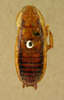 CollectionObject 1553293; a4c58705-84af-4ae9-acf4-8d64075bf0fb: Copyright UMO, Oxford. Paralectotype of Periplaneta heydeniana, dorsal view. (CollectionObject).