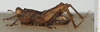 CollectionObject 1582362; 93bc2a98-6a57-4663-85ba-bab419ac41ca, NHMUK010924449: male, lateral view (paralectotype). (CollectionObject).