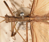 CollectionObject 1560631; 8a8909ba-d2f3-41cd-9b95-c3b734dbdf07: copyright UMO. male: head & thorax, dorsal view (lectotype). (CollectionObject).