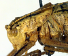 CollectionObject 1502543; ebb4be18-fb03-41a6-a217-9c532a24b9fb: male pronotum, lateral view (paratype). (CollectionObject).