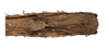 CollectionObject 1597512; debc12cb-bd11-46d4-a87f-d42768dacba0, QIMR T250911: copyright QM. female: end of abdomen, ventral view (holotype). (CollectionObject).