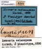 labels. Depicts CollectionObject 1501754; f138e1f3-a03e-4021-a606-07c4d23cd76c, DORSA BTzeumelM01, a CollectionObject.