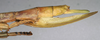 CollectionObject 1558770; NMW 886, b2082131-cbee-47a2-a57c-1f9ae817d6c5: copyright NMW, Vienna. female: end of abdomen, lateral view of synonym Eurycnema stenocerca (lectotype). (CollectionObject).
