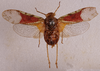 Habitus, dorsal view: !! display not done !! on Hypaepa costata (Fabricius, 1803): (Observation).