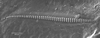 Brachycaulopsis jovelensis Fontana, Mariño-Pérez & Woller, 2013: stridulatory file (paratype). (Otu).