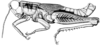Scotussa brachyptera Cigliano & Ronderos, 1994: Fig. 115. male, lateral view. (Otu).