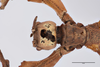 CollectionObject 1561255; 644c4590-2757-4037-a381-de6e390bf3b6: copyright SDEI, Arne Köhler and Mandy Schröter. female: head & thorax, lateral view (holotype). (CollectionObject).