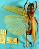 CollectionObject 1520472; 6f196010-41bd-4b19-9a66-8f796f1aed4c: male, dorsal view (Salomona magnifica). (CollectionObject).