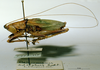 CollectionObject 1541560; 2c997e41-e280-42f2-97c3-a9bbc7847327, MNHN3225820: male, lateral view. (CollectionObject).