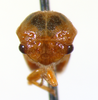 Anisostylus Caldwell, 1949: _Anisostylus fulgidus_. (Otu).