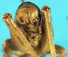 CollectionObject 1507144; 17c29048-7293-4a66-8013-e41368e6c1e9: male abdomen tip, caudal view. (CollectionObject).