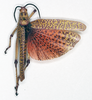 CollectionObject 1535532; f59709b3-677d-411d-8381-19657f1d7714: male, dorsal view (lectotype). (CollectionObject).
