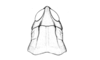 Maeacris aptera Ronderos, 1983: Fig. 11. female, head and pronotum, dorsal view. (Otu).