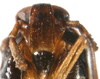 Head: !! display not done !! on Pissonotus marginatus Van Duzee, 1897: (Observation).