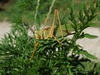 Tettigonia caudata caudata (Charpentier, 1845): male (Serbia, Futog, 04.07.2014). (Otu).