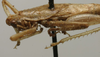 CollectionObject 1535070; 8dc1e5c0-e28e-404c-8caf-d26b78114984: male pronotum, lateral view (lectotype). (CollectionObject).