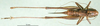 CollectionObject 1502684; e4215c47-9704-4875-b210-1c044f9ba408: female, dorsal view (paratype of Platycleis moldavica). (CollectionObject).