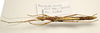 CollectionObject 1595833; ff5fcbcd-51c4-4949-9736-54c189947acb: copyright Francis Seow-Choen. female, dorsal view (paratype). (CollectionObject).;CollectionObject 1595834; b38154f1-a011-4ea1-8cc0-b8a916dc29d2: copyright Francis Seow-Choen. female, dorsal view (paratype). (CollectionObject).