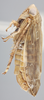 Habitus, lateral view: !! display not done !! on Acinopterus angulatus Lawson, 1922: Lateral. (Observation).