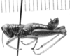 CollectionObject 1524031; b76df5b5-ac06-4508-bd9f-81e575bce98f: male, lateral view (holotype). (CollectionObject).