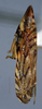 Habitus, lateral view: (Observation).